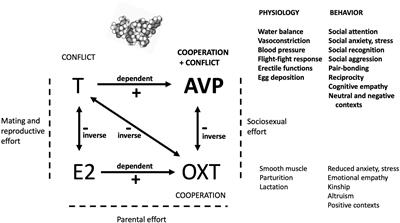 Natura Non Facit Saltus: The Adaptive Significance of Arginine Vasopressin in Human Affect, Cognition, and Behavior